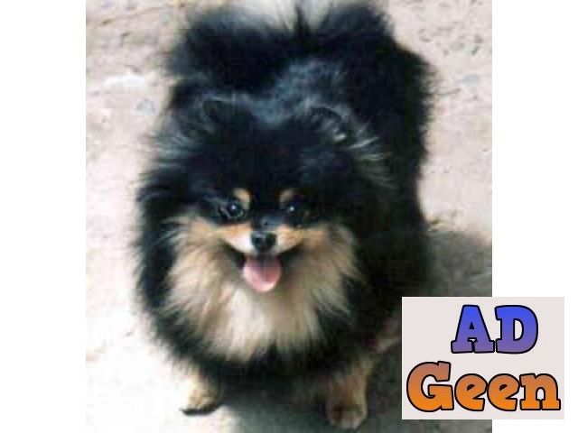 used Cute And Sweet Looking Pomeranian Pups For Sale Call Me.. 9654249090 for sale 